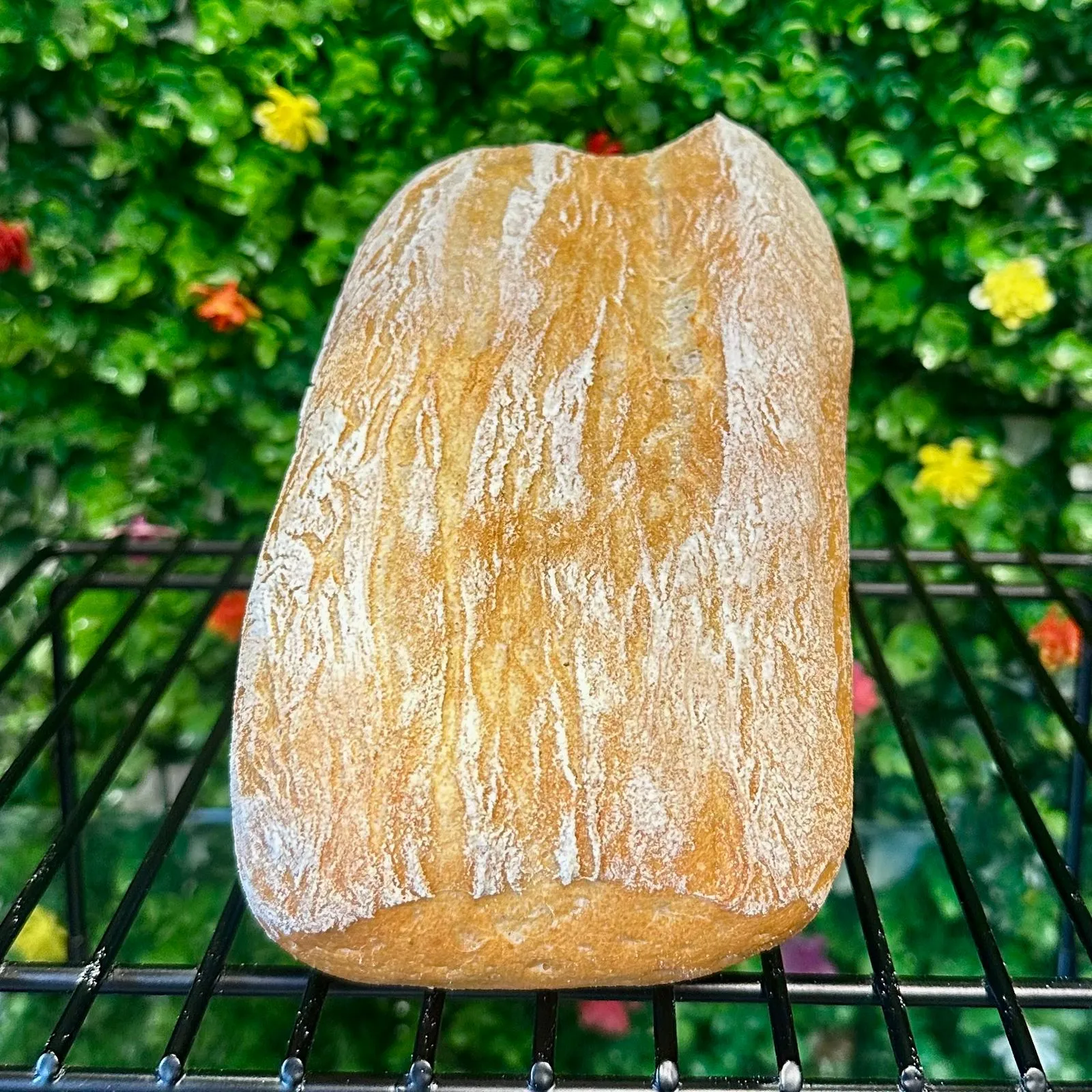 Ciabatta