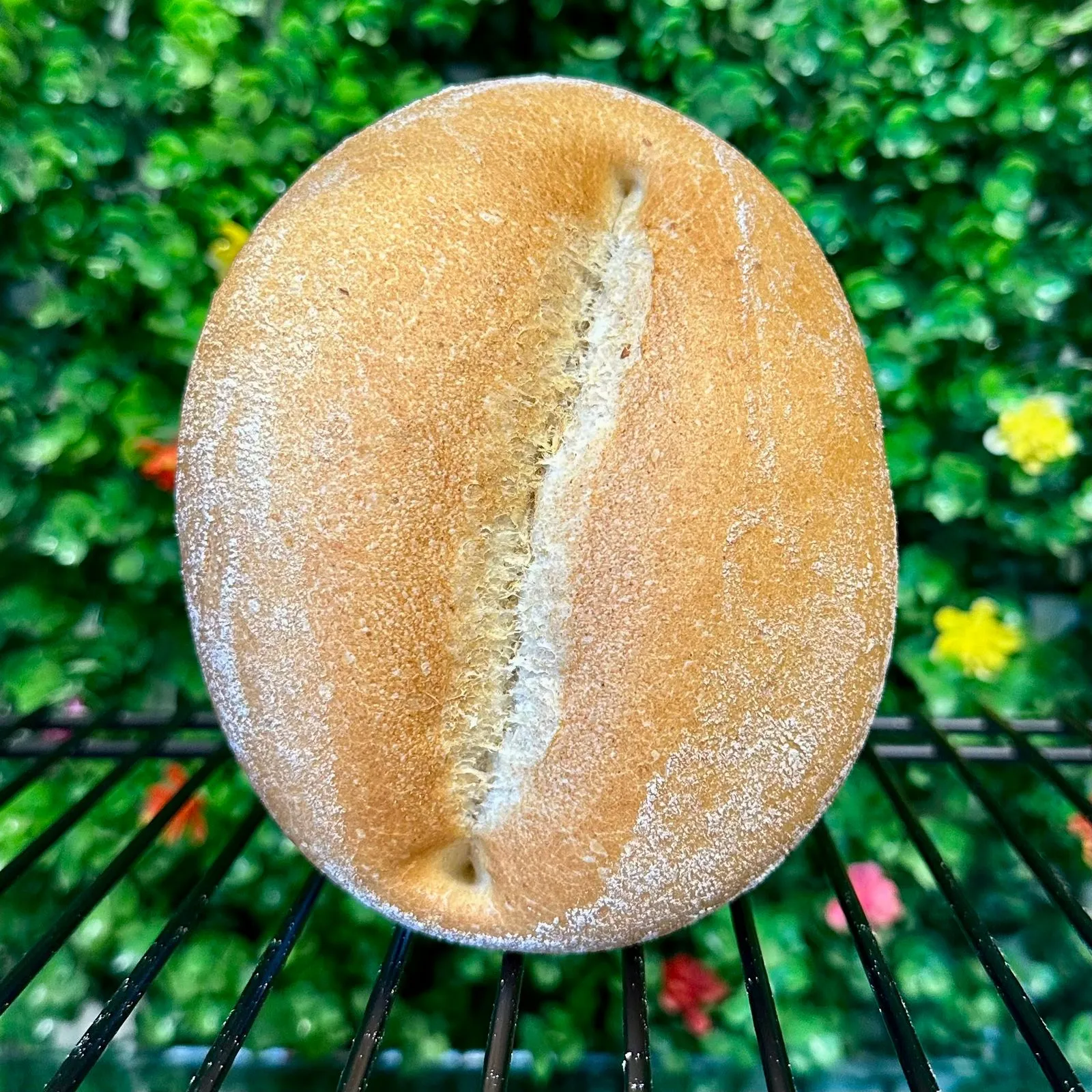 Francés
