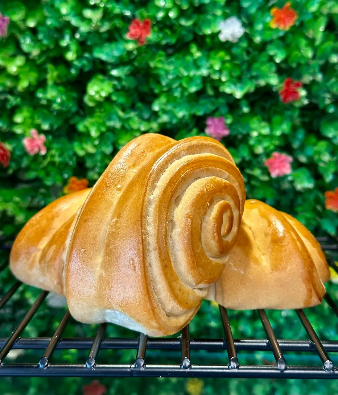 Pan Caracol
